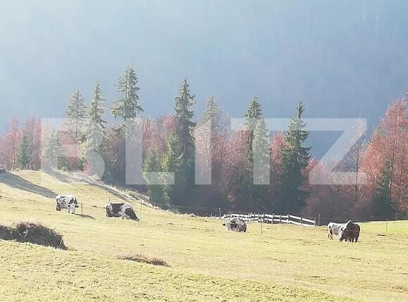 Teren de vânzare Scarisoara - 162710TV | BLITZ Alba Iulia | Poza2