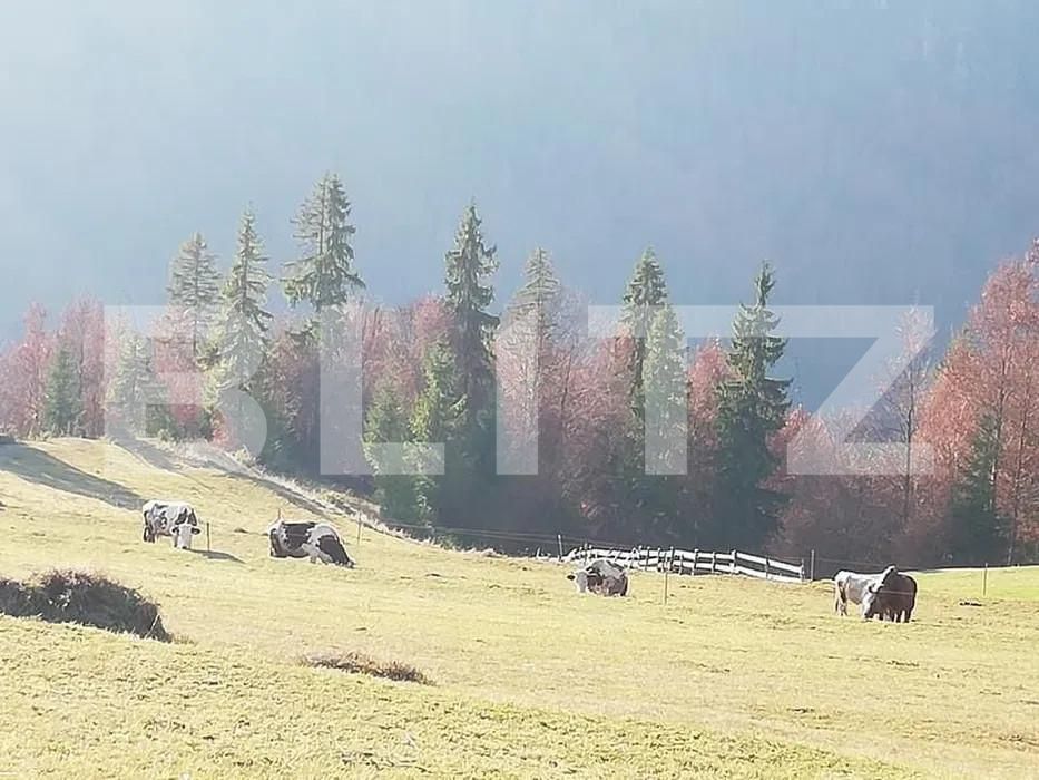 Teren de vânzare Scarisoara - 162710TV | BLITZ Alba Iulia | Poza2
