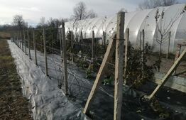 Teren extravilan 14.000 mp, Drâmbar – Ciugud | solarii, fotovoltaice și irigații