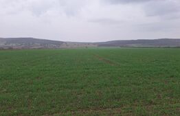 Teren extravila CUGIR 10.000 mp 