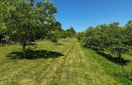 Teren deosebit de vânzare – 1800 mp, Cheile Vălișoarei – livadă de nuci