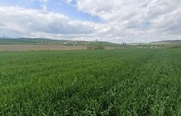 Teren extravilan 5,2 ha deschidre la DN ideal pentru industrial zona Unirea