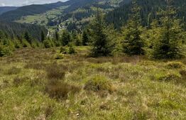 Teren partial intravilan ,9700 mp Oportunitate ,Belis 