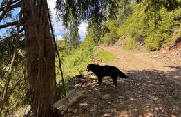 Teren intravilan,9700 mp,Belis