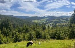 Teren partial intravilan ,9700 mp Oportunitate ,Belis 