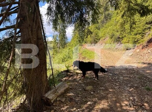 Teren de vânzare Valisoara - 183184TV | BLITZ Alba Iulia | Poza3