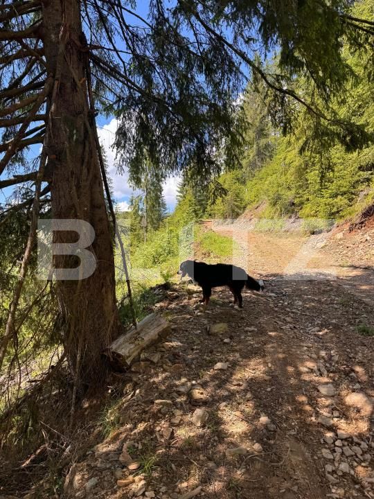 Teren de vânzare Valisoara - 183184TV | BLITZ Alba Iulia | Poza3