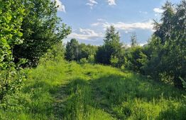 11,5 ha teren extravilan pe Trans Apuseana – cu izvor și curent electric