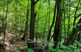 Teren generos de 70290 mp, 5045 mp intravilan, Poiana Ampoiului, Meteș