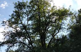 Teren generos de 70290 mp, 5045 mp intravilan, Poiana Ampoiului, Meteș