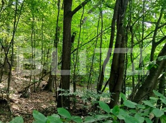 Teren de vânzare Poiana Ampoiului - 186677TV | BLITZ Alba Iulia | Poza15