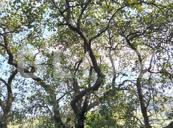 Teren de vânzare Poiana Ampoiului - 186677TV | BLITZ Alba Iulia | Poza14