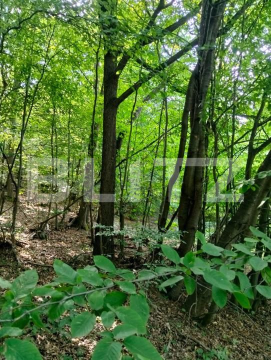 Teren de vânzare Poiana Ampoiului - 186677TV | BLITZ Alba Iulia | Poza15