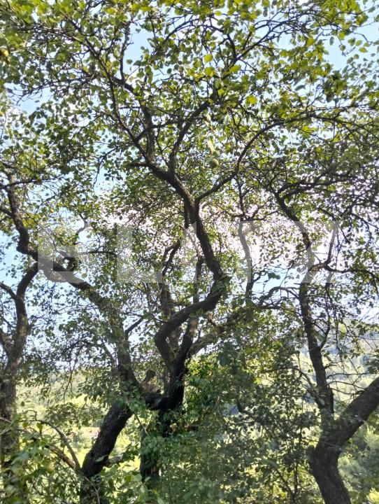 Teren de vânzare Poiana Ampoiului - 186677TV | BLITZ Alba Iulia | Poza14