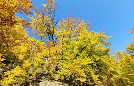 Teren intravilan 1.271 mp – Izvoarele, jud. Alba