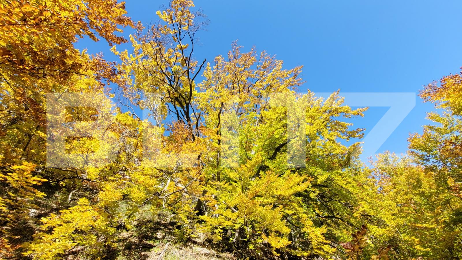 Teren de vânzare Izvoarele (Livezile) - 187874TV | BLITZ Alba Iulia | Poza10