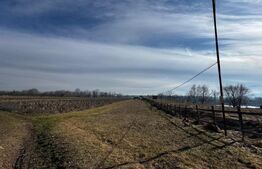 Teren extravilan 3100 mp cu ieșire la râul Mureș