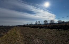 Teren extravilan 3100 mp cu ieșire la râul Mureș