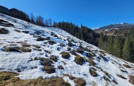 Teren 2 ha, cu pădure proprie și panoramă spre munți, Arieşeni