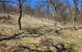 Casă 4 camere, teren generos de 3.800 mp,  Măgina, comuna Aiud 