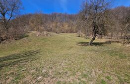 Teren intravilan 6.820 mp cu casă, pădure și râu – Almașu Mare