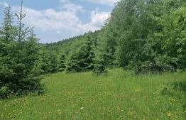 Teren intravilan de vânzare, 30.121 mp, Trâncești, Scărișoara