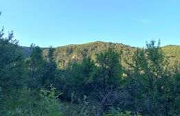 Teren intravilan 4.175 mp în Inuri – ideal cabană/casă de vacanță