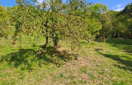 Casă de vânzare, 100 mp, teren 10.000 mp, zona Almașu Mare 