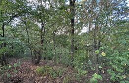 Teren cu pădure de vânzare – 1.360 mp, Alba Iulia