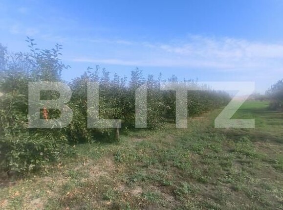 Casa de vânzare 2 camere Unirea - 209286CV | BLITZ Alba Iulia | Poza19
