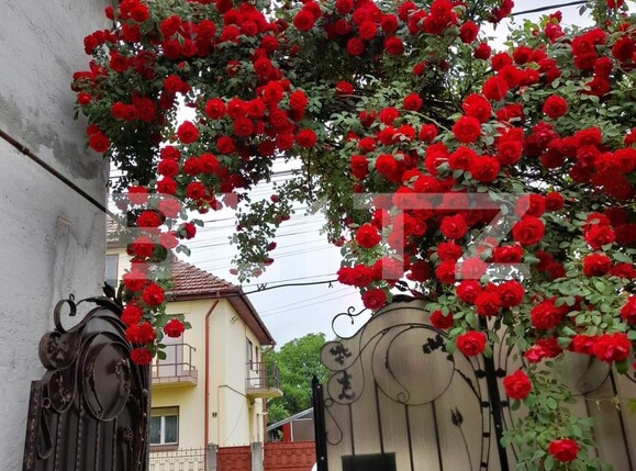 Casa de vânzare 11 camere Central - 99626CV | BLITZ Alba Iulia | Poza3