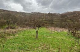 Casa cu potential turistic, 1500 mp teren, 3 camere, in statiunea MONEASA!