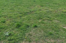 Casa individuala, 613 mp teren, Șofronea