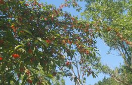 De vanzare conac boieresc, anul 1880, 3 ha teren, 1200 mp construiti, jud. Arad