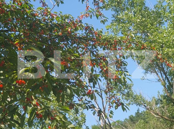 Casa de vânzare 12 camere Paulis - 161652CV | BLITZ Arad | Poza10