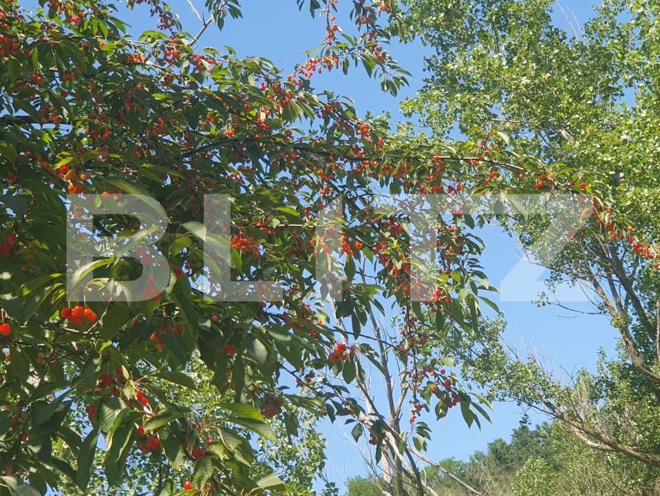 Casa de vânzare 12 camere Paulis - 161652CV | BLITZ Arad | Poza10