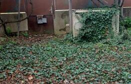 Blitz va ofera spre vânzare o casa cu teren generos în Cermei 