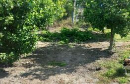 Blitz va ofera spre vanzare casa in Covăsânț