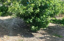 Blitz va ofera spre vanzare casa in Covăsânț