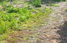 Blitz va ofera spre vanzare casa in Covăsânț