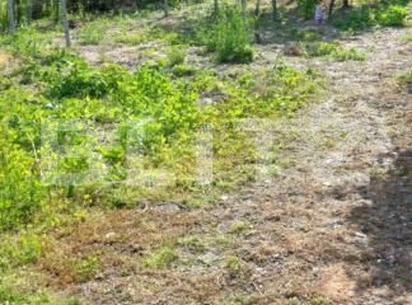 Casa de vânzare 2 camere Covasint - 170460CV | BLITZ Arad | Poza14