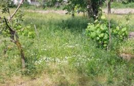 Blitz va ofera spre vanzare casa cu teren generos in Covăsânț