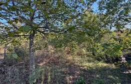 Casă de vânzare în centrul Pâncota cu magazin și dependințe.