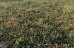 Teren de vanzare in Gai, 336 mp