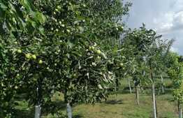 Casa individuala 196 mp, teren 2900 mp, in localitatea Șimand