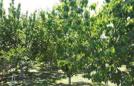 OPORTUNITATE! Casa de 160 mp, teren cu livada 1671 mp si front stradal 20, Sanleani!