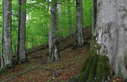 Teren extravilan/pădure 52000 mp 