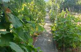 Casa individuala, 3 camere, 594 mp teren, Parneava