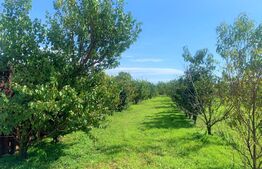 Teren intravilan ingradit, 3869 mp, livada, 2 magazii si birou, sat Horia