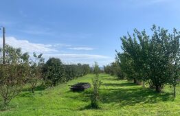 Teren intravilan ingradit, 3869 mp, livada, 2 magazii si birou, sat Horia